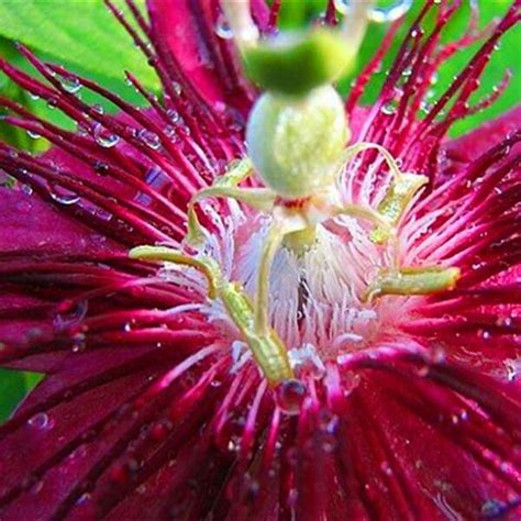 Rare Passion Flower Seeds Passiflora Incarnata 100pcs