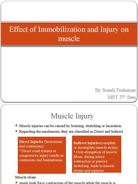 Effect Of Injury And Immobilization On Muscle Pdf Skeletal Muscle