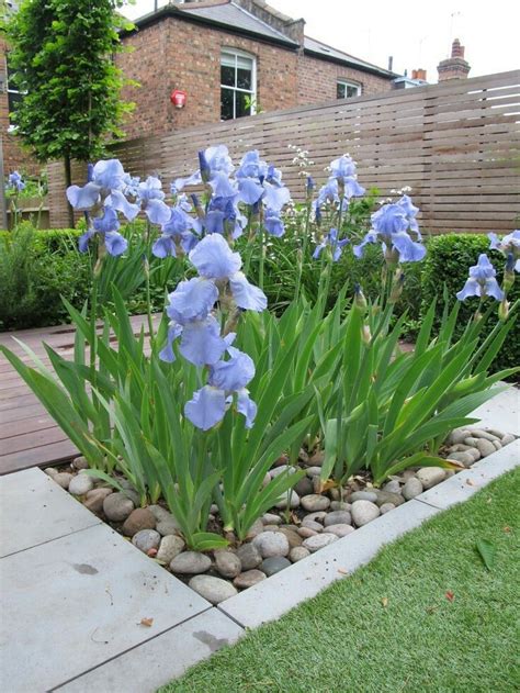 Pin By Marilou Staniec On Flowers Iris Flowers Garden Iris Garden