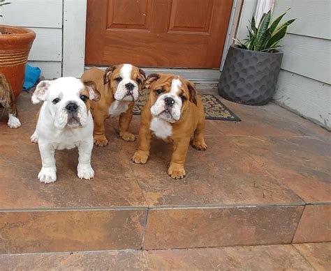 English Bulldog Puppies For Sale New York Ny 271866