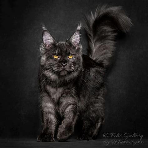 This is our first maine coon cat but we have had moggies before and in my experience cats generally don't over eat and just eat what they need. Pin on MAINE COON CATS