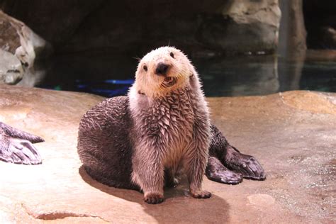 Celebrate Sea Otter Awareness Week Georgia Aquarium