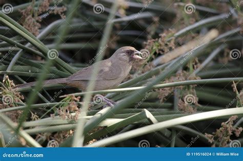 Aberts Towhee Bird Sweetwater Wetlands Tucson Arizona Desert Stock