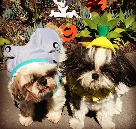 60 Cute Shih Tzu Dogs In Halloween Costumes Page 2 Of 13 The Paws