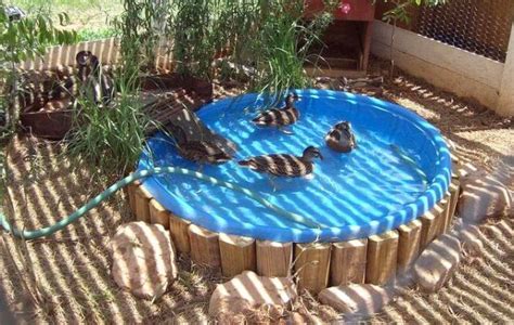 Kiddie Pool Duck Pond Chickens Backyard Duck Coop