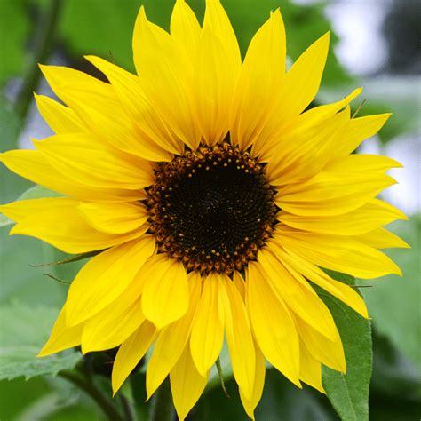 Sunflowers were worshipped by the incas due the black ones are used to make oil, like the sunflower oil you buy in the supermarket and the striped style tip sunflowers look their best when the heads are slightly above the rim of the vase. Growing Sunflowers - Everything You Need to Know