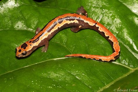 Mexican Mushroomtongue Salamander Bolitoglossa Mexicana A Photo On