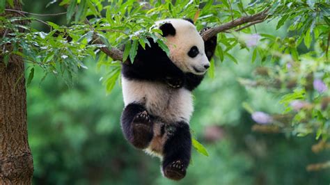 Panda Cub Celebrates First Birthday At Washingtons National Zoo Ctv News