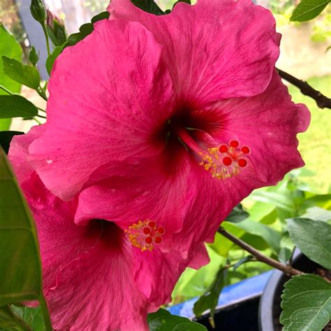 Hibiscus Rosa Sinensis Hibiscus Flamenco ‘adonicus Pink In