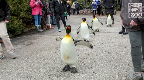 Video Adorable Penguins Go On Parade At Cincinnati Zoo Zenger News