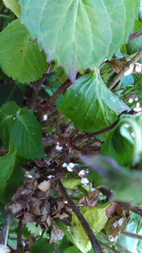 Hydrangeas plants plant disease shrubs garden pests. White pests on Hydrangea — BBC Gardeners' World Magazine