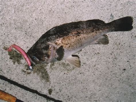 クロソイ 釣魚no088 箆仁の釣魚あるばむ ～陸っぱりで210種類～