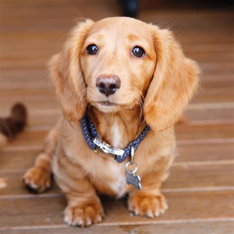 Long Red Haired Dachshund 7 Reasons Why They Make The Perfect Companion