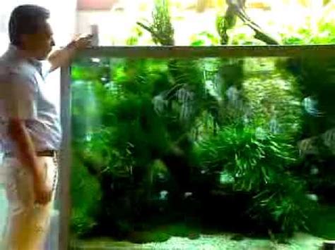 The answer to this will be a matter of opinion and experience from whomever you ask. Takashi Amano feeding Angelfish - YouTube