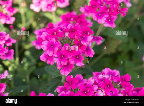 Verbena Endurascape Pink Stock Photo Alamy