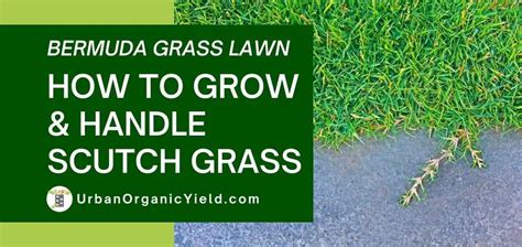Bermuda Grass How To Grow And Care