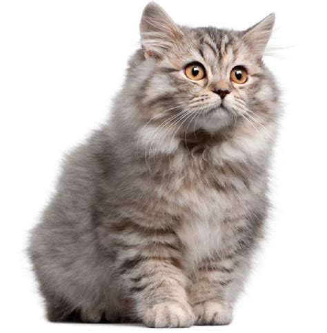 The Siberian Cat Cat Breeds Encyclopedia Kitty Cat And Cute Puppy