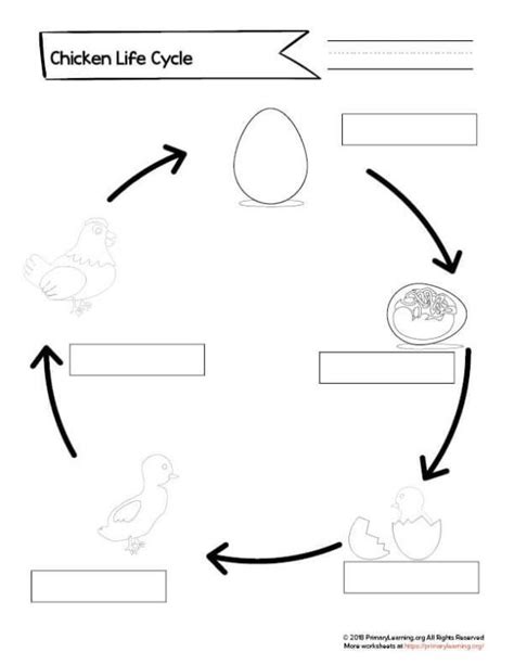 Life Cycle Of A Chicken Worksheet