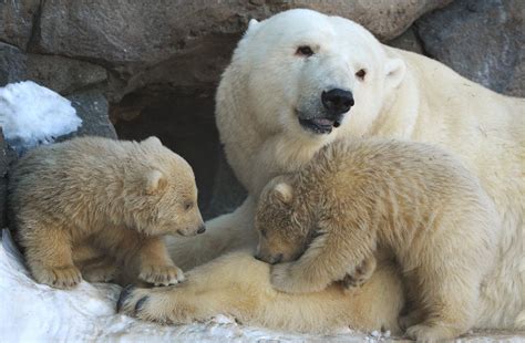 Baby Polar Bears In Moscow Zoo First Steps With Mom