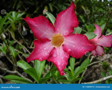 Blossming Red Tropic Flower In The Garden Stock Image Image Of Leafs