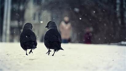 Crow Snow Birds Desktop Wallpapers Background Backgrounds