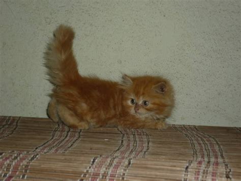 See if one of these great cat names might be perfect for your new pet! Orange female kitten FOR SALE ADOPTION from Kuala Lumpur ...