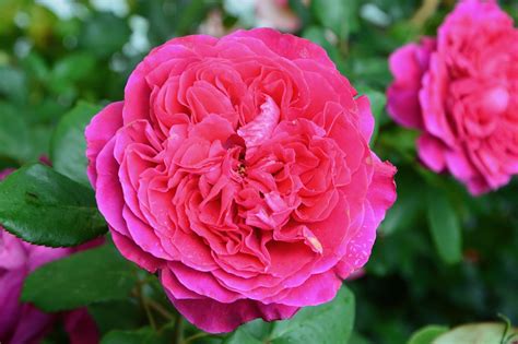 Flor Roseira Rosas Folhas · Foto Gratuita No Pixabay