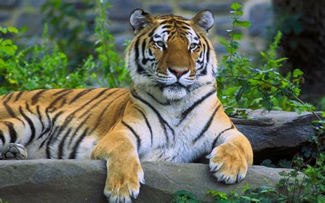 Wallpaper Animals Tiger Wildlife Big Cats Zoo Fauna Vertebrate