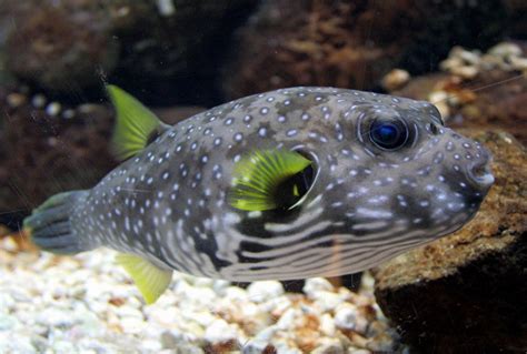 White Spotted Puffer Arothron Hispidus Wiki Display Full Image