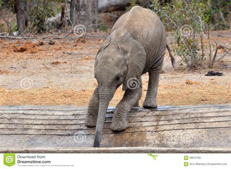 Baby African Bush Elephant Loxodonta Africana Stock