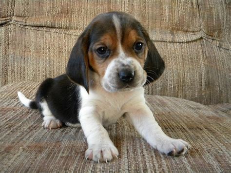 A person or thing of a specified kind. Bagle Hound (Basset Hound Beagle Mix) Info, Facts, Temperament, Training, Puppies, Pictures
