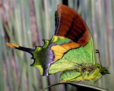 Top 10 Rare Or Endangered Butterflies Owlcation Education