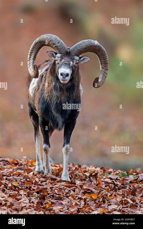 European Mouflon Ovis Gmelini Musimon Ovis Ammon Ovis Orientalis