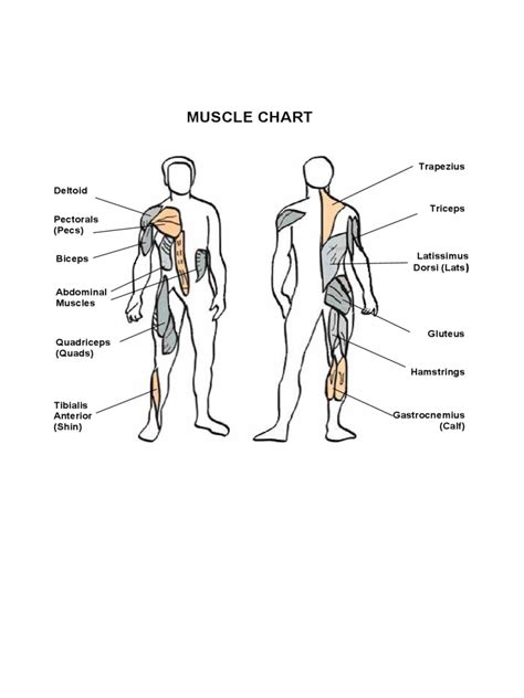 Muscle Chart 5 Free Templates In Pdf Word Excel Download