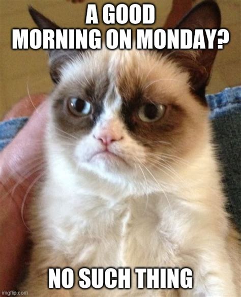 Grumpy Cat Meme Imgflip