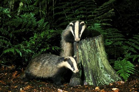 Controversial Badger Culling To Go Ahead This Summer The Times