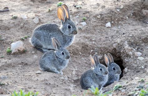 Conejos Curiosidades Características Dónde Vive Qué Come Y Fotos 2022