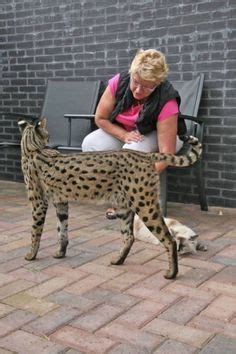 As breeders, we almost always hear questions about savannah cat size. Pin on Kitties