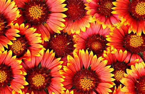 1366x768 Resolution Orange And Red Multi Petal Flowers Wallpaper Hd