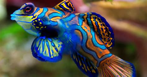 Top 10 Most Colorful And Beautiful Fish Mathias Sauer