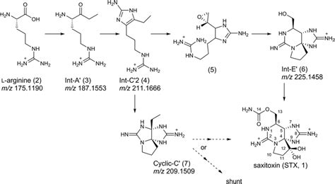 The Biosynthetic Route Towards Saxitoxin Stx 1 And Intermediates 2 Download Scientific