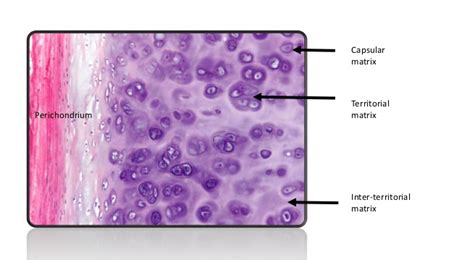 Hyaline Cartilage Definition And Examples Biology Online Dictionary