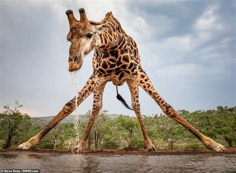 Giraffe Almost Does The Splits As It Lowers Itself To Drink From A Watering Hole Daily Mail Online