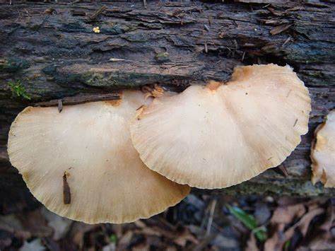 Random Central Indiana Mushrooms Mushroom Hunting And Identification