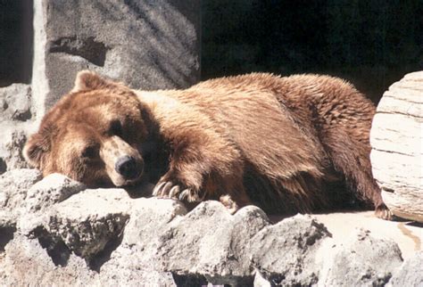 how do bears hibernate without water