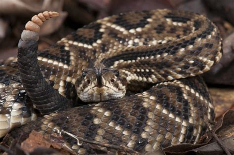 Cascavel Uma Das Serpentes Mais Venenosas Do Brasil