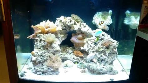 Saltwater Rookie Biocube 29g 6 Month Update Coral Extravaganza