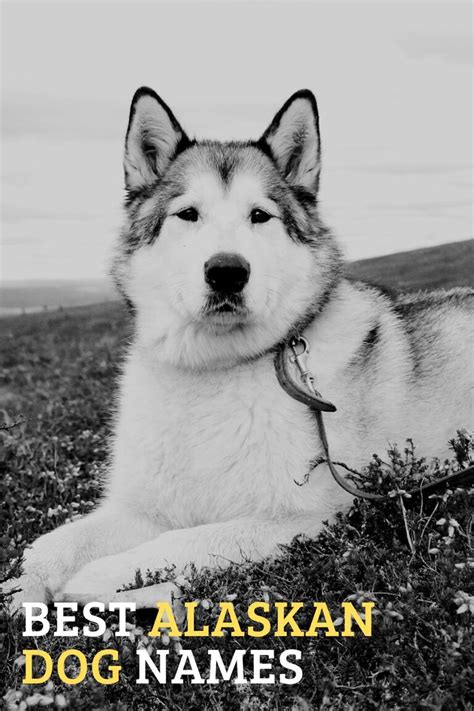 100 Best Alaskan Dog Names For Your New Puppy Alaskan Dog Siberian