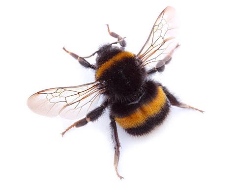 Bumblebee Stock Photos Pictures And Royalty Free Images Istock