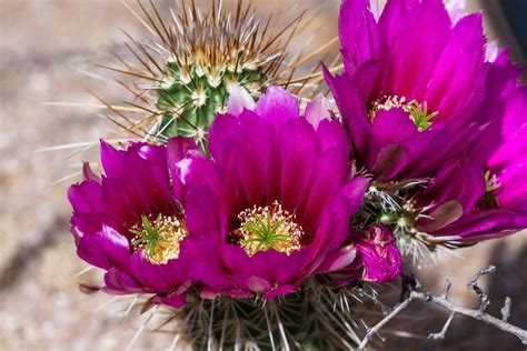 We did not find results for: How Long Do Cactus Flowers Last? (And How to Get Blooms ...